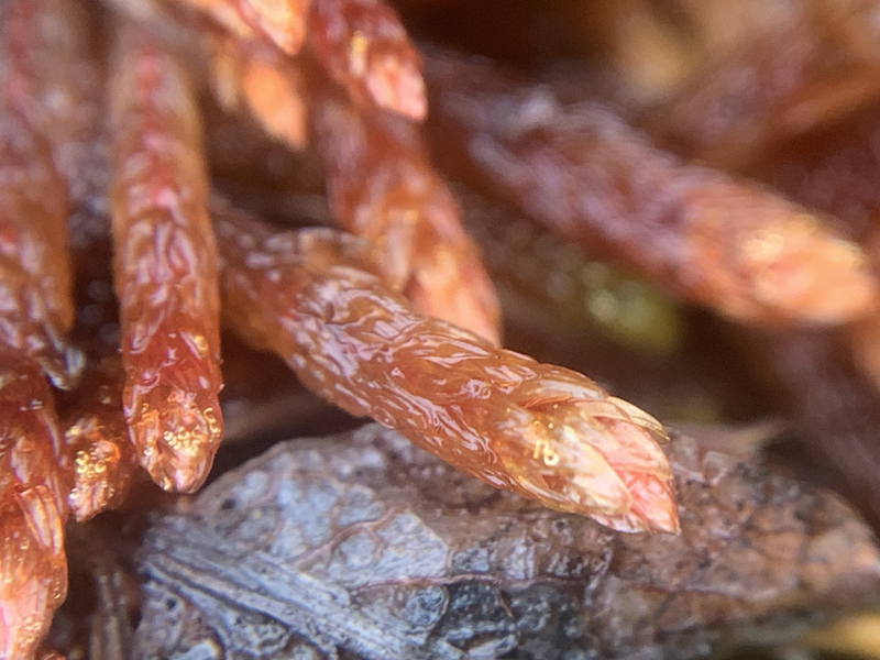 Orthothecium chryseon var. cochleariifolium